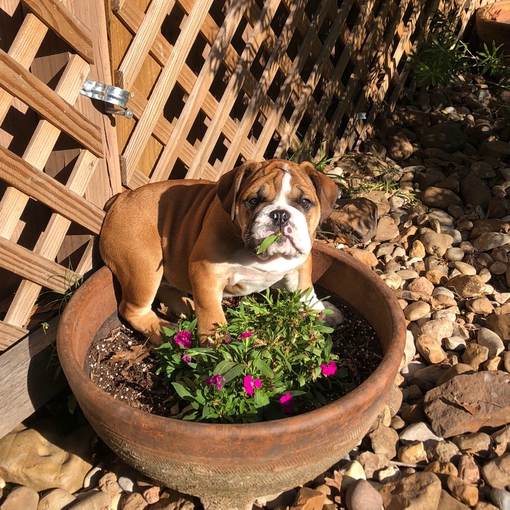 Meet your Posher, Annabelle